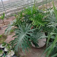 گل برگ انجیری بزرگ|گل و گیاه طبیعی|پاکدشت, پاکدشت (مامازند)|دیوار