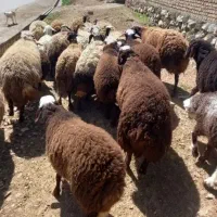 تعدادی میش داشتی وبره نر
