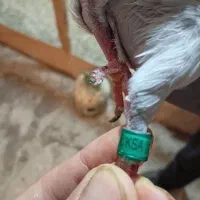 پلاکی