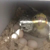 عروس هلندی روتخم|پرنده|اهر, |دیوار