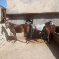 اسب ومادیان|اسب و تجهیزات اسبسواری|لاران, |دیوار