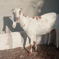 بزباکهر|حیوانات مزرعه|زهک, |دیوار