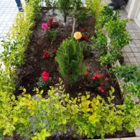 خدمات باغبانی باغچه کاری گل وگیا تعویض خاک باغچه