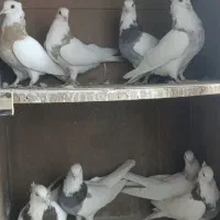 کفتر طوقی مهر