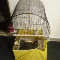 عروس هلندی نر|پرنده|همدان, |دیوار