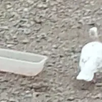 کبوتر گریب گیری شده|پرنده|بشاریات, |دیوار