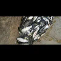 بچه ماهی|ماهی|رشت, حمیدیان|دیوار