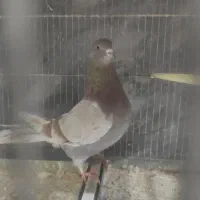 کبوتر ضمانتی ناجلد واسه