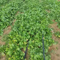 برگ شلغم تازه ویژه دامداران