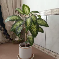 گل اپارتمانی|گل و گیاه طبیعی|کنگاور, |دیوار