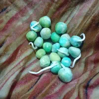 نخود فرنگی آمریکایی دارم