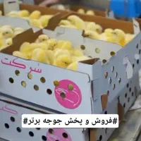 جوجه گوشتی راس ۳۰۸ تضمینی