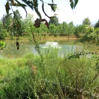 فروش پرورش ماهی همراه مجوز ساخت ۵ اقامتگاه بومگردی|فروش دفتر صنعتی، کشاورزی، تجاری|املش, |دیوار