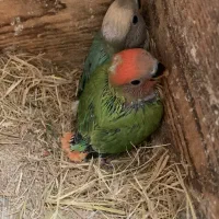 طوطی برزیلی