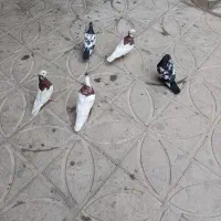 کبوتر|پرنده|شیراز, شهرک گلستان|دیوار