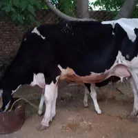 گاوشیری با گوساله نر