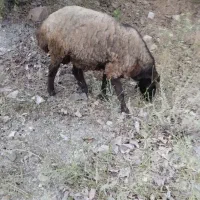 گوسفند نر