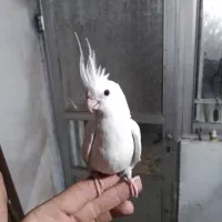 جوجه عروس آلبینو چشم شرابی