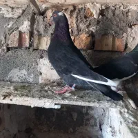 کبوتر اوچوم
