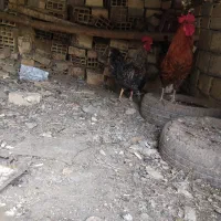 خروس