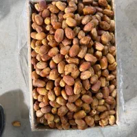 خرما زاهدی(قصب) و ضایعات قصب|خوردنی و آشامیدنی|شیراز, آبیاری|دیوار