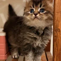 گربه اسکاتیش ، بریتیش