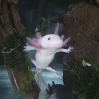 ماهی اکسلوت جفت بالغ همراه آکواریوم فن بیوفیلترپمپ