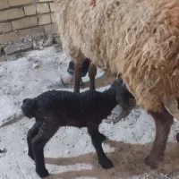 گوسفند میش بره