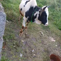 ورزاکوله|حیوانات مزرعه|سنگر, |دیوار