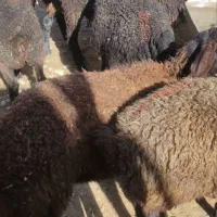 خرید و فروش بره نژاد شال،افشار