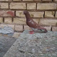 میولمنز سرخ کاکلی