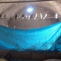 تعدادی کبوتر بفروش می رسد