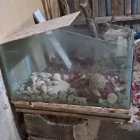 اکواریوم سالم