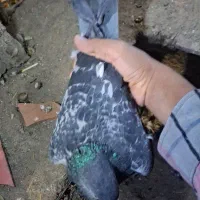 تعدادی کفتر و کبوتر|پرنده|جیرفت, |دیوار