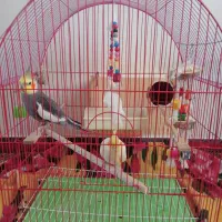 فروش یک جفت عروس هلندی همراه با جوجه