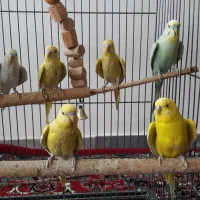 6تا مرغ عشق|پرنده|گلستان (تهران), |دیوار