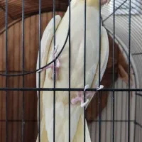 عروس هلندی ماده