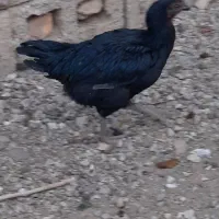 ۵عدد مرغ و یک عدد خروس و چند عدد باری در کوار|حیوانات مزرعه|کوار, |دیوار