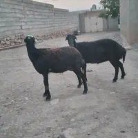 باسلام فروش ۲راس شیشک ماده قرقزل اصل