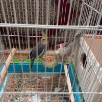 عروس هلندی جفت بالغ