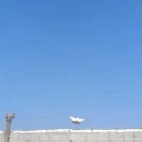 کبوتر فیلی گویروخ 40سانت|پرنده|خسروشاه, |دیوار