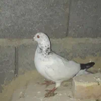 دستپر ماده درشت زات هفرنگ موقعیت جوین