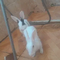 خرگوش