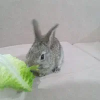 خرگوش نر|موش و خرگوش|رامهرمز, |دیوار