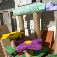 باکس گربه/ اسکرچر