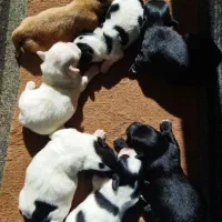 تعداد هفت عددتوله شیتزو