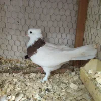 فروش کبوتر طوقی|پرنده|لاهیجان, کوی زمانی|دیوار