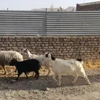 ۷عدد بز جوان دونه ۴۹۰۰ کیلو هم ۱۹۰