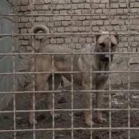 توله ماده سرابی اصیل نزدیک یکسال