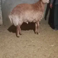 بره